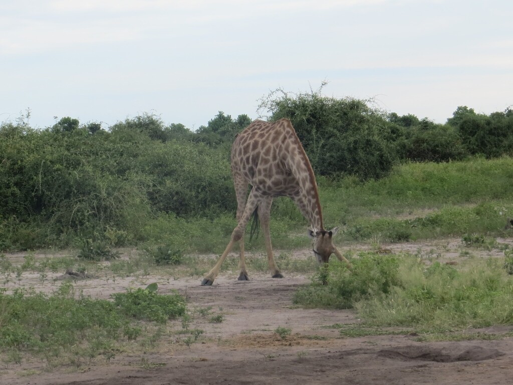 Giraffa giraffa, , by tt2019