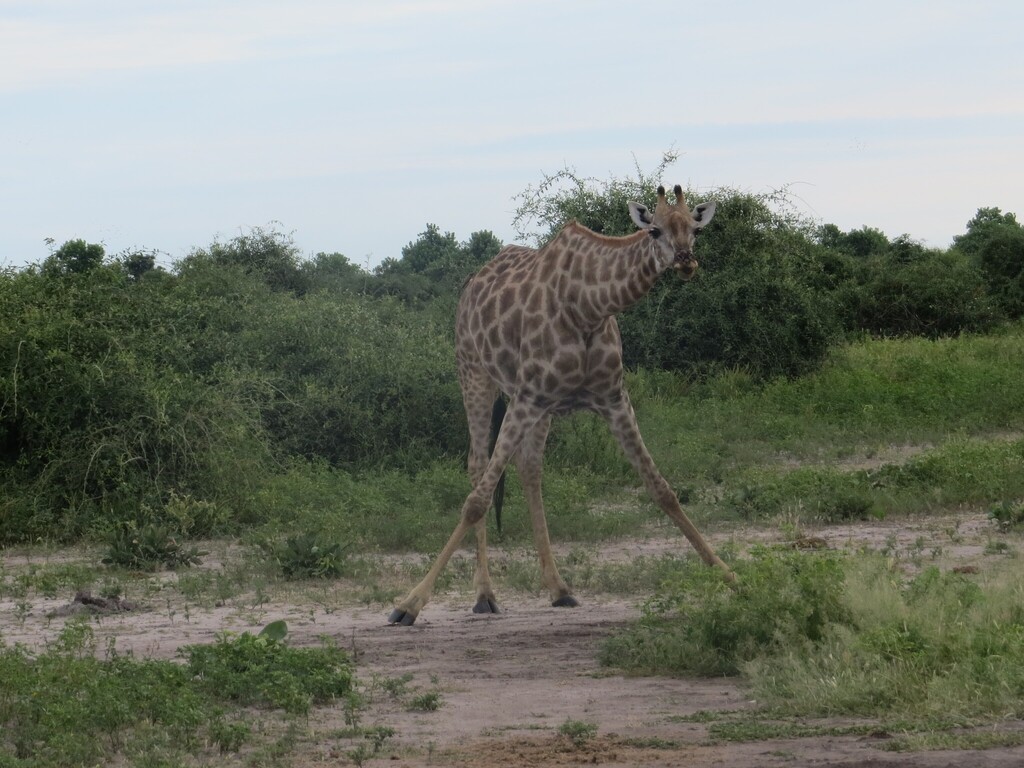 Giraffa giraffa, , by tt2019