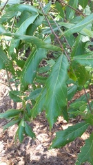 Quercus acutifolia