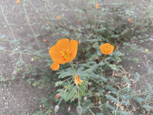 Arizona poppy