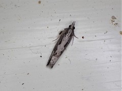 Strepsicrates ejectana