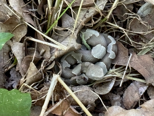Featured image for “Broad-banded Copperhead”