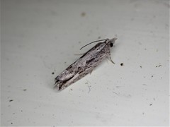 Strepsicrates ejectana