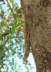 Tropidurus spinulosus