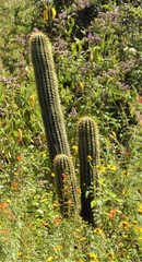 Trichocereus tunariensis