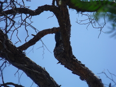 Melanerpes aurifrons