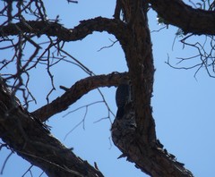 Melanerpes aurifrons