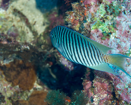 Spotbreast angelfish (Genicanthus melanospilos) — Pomacanthidae — 5