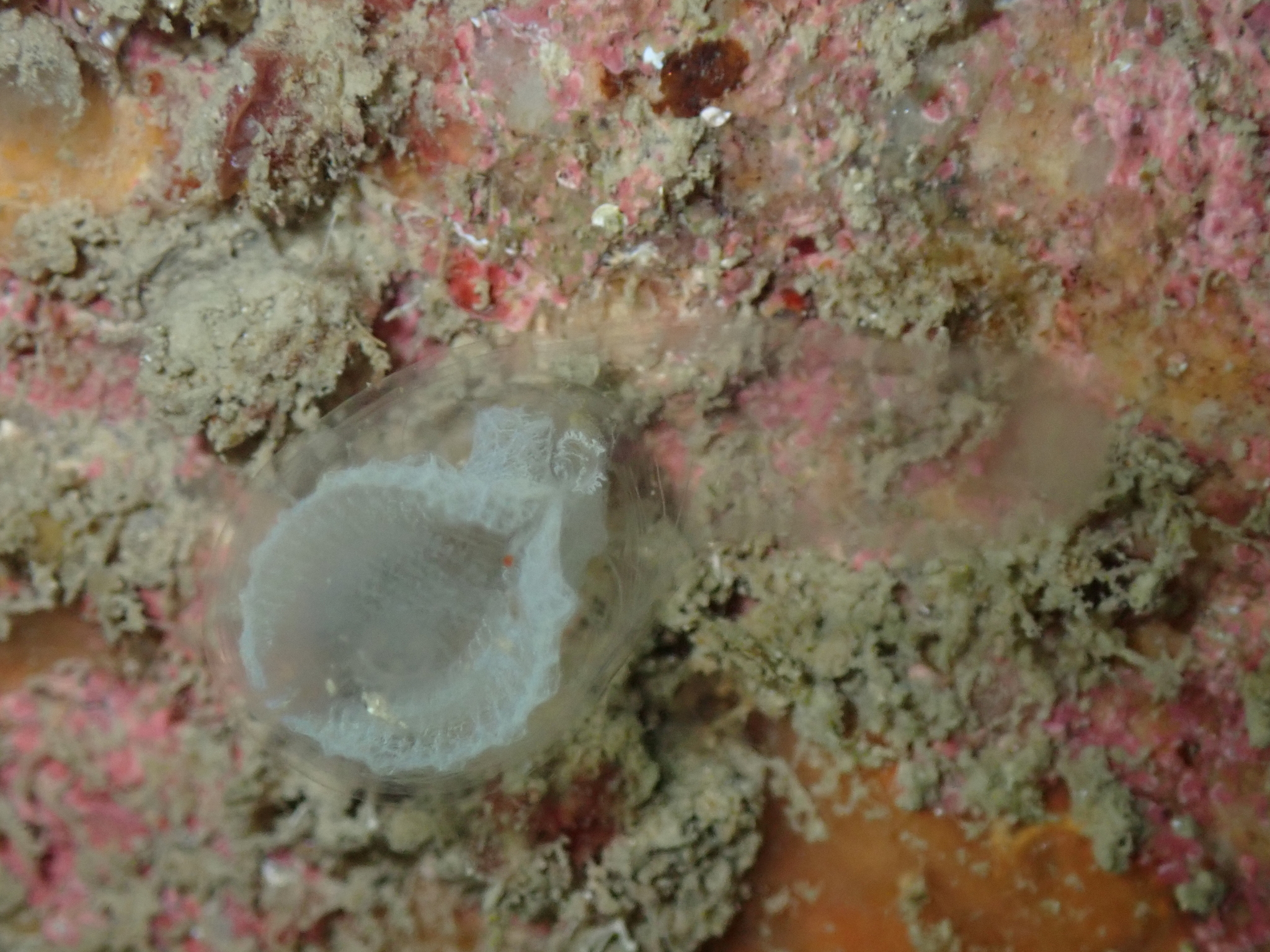 Corella parallelogramma (Müller, 1776)