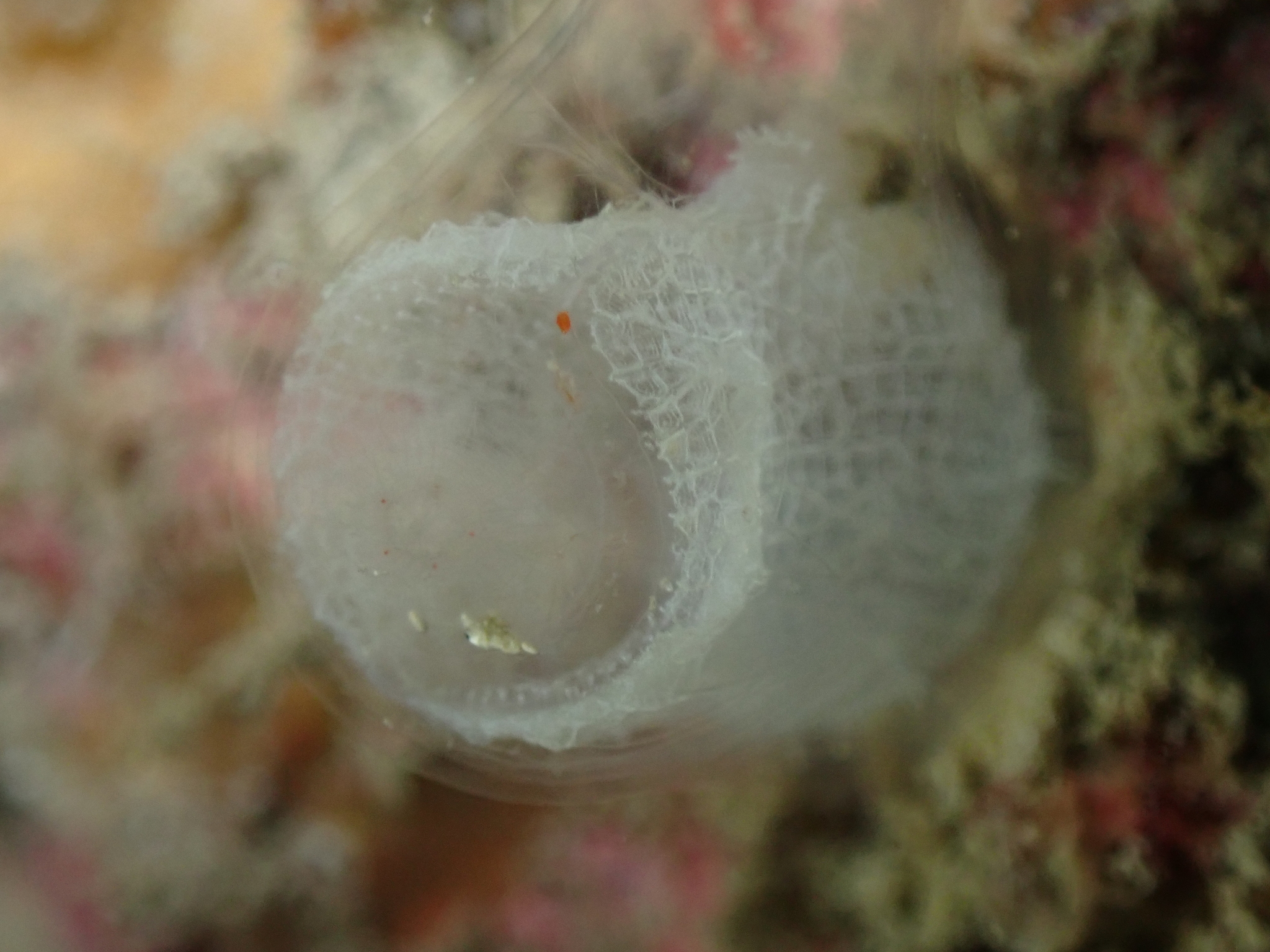 Corella parallelogramma (Müller, 1776)