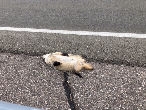 American Badger observed by annhunkk