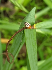 Cryptocephalus guttulatus
