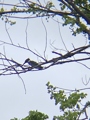Belted Kingfisher observed by newwman
