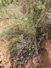 Rhopalomyia utahensis