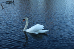Cygnus olor