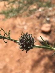 Rhopalomyia utahensis