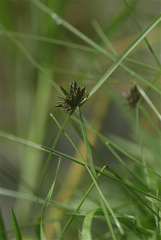 Cyperus niger