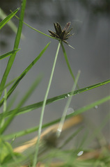 Cyperus niger