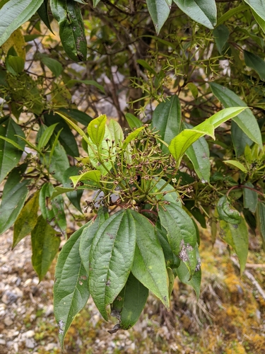 Image of Viburnum propinquum by (c) Cheng-Te Hsu, some rights reserved (CC BY)