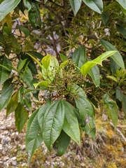 Viburnum propinquum