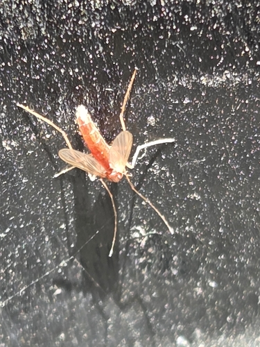 iNaturalist observation photo of Mosquitoes and Midges