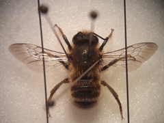 Megachile albonotata