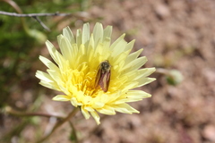 Heliolonche carolus