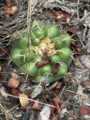 Discocactus catingicola