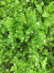 Sherardia arvensis