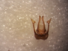 Megachile albonotata