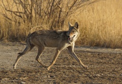 Canis lupus pallipes