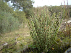 Cheilanthes micropteris