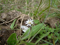 Chaptalia piloselloides