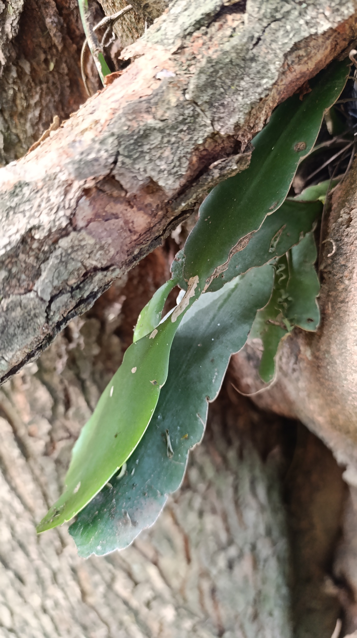Epiphyllum phyllanthus