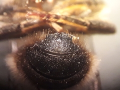 Megachile albonotata