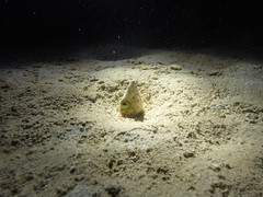 Ophichthus altipennis