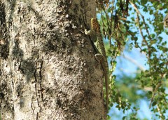 Tropidurus spinulosus