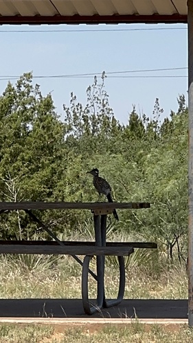 Greater Roadrunner observed by lynnwchen