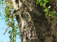 Tropidurus spinulosus