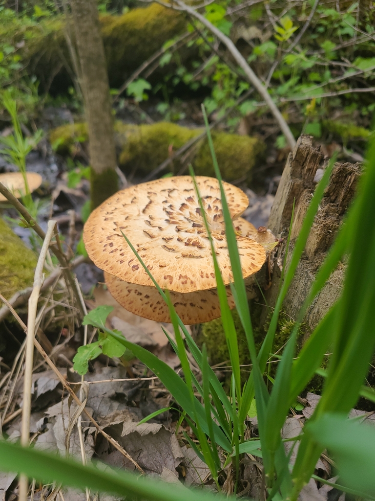 Dryad's Saddle · May 2026 · photo: Photo: no rights reserved · iNaturalist