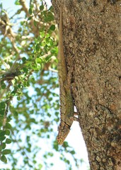 Tropidurus spinulosus