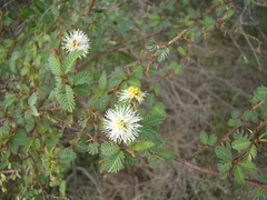Mimosa sprengelii