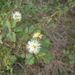 Mimosa sprengelii - Photo (c) daniel hernández,  זכויות יוצרים חלקיות (CC BY-NC), הועלה על ידי daniel hernández