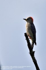 Melanerpes pygmaeus