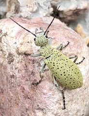 Epicauta maculata-group