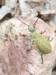 Epicauta maculata-group