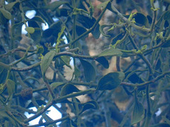 Phoradendron leucarpum tomentosum