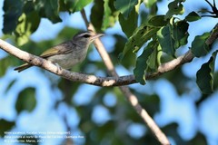 Vireo magister
