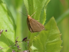 Evergestis aenealis