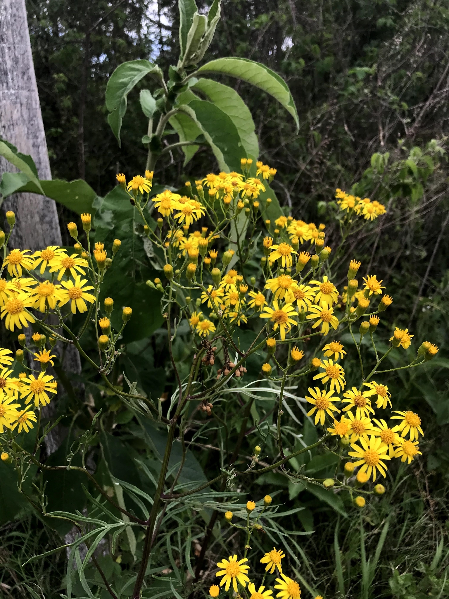 Senecio brasiliensis